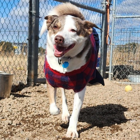 Fancy, an adoptable Australian Cattle Dog / Blue Heeler in Show Low, AZ, 85901 | Photo Image 1