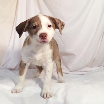 Fancy, an adoptable Australian Cattle Dog / Blue Heeler in Show Low, AZ, 85901 | Photo Image 3