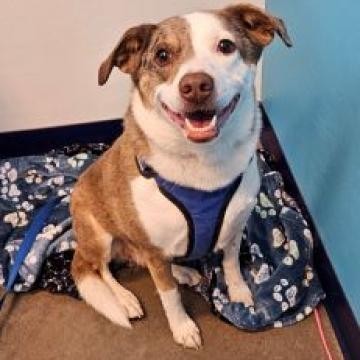 Fancy, an adoptable Australian Cattle Dog / Blue Heeler in Show Low, AZ, 85901 | Photo Image 4