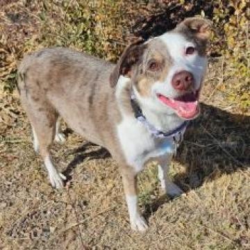 Fancy, an adoptable Australian Cattle Dog / Blue Heeler in Show Low, AZ, 85901 | Photo Image 5