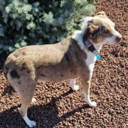 Fancy, an adoptable Australian Cattle Dog / Blue Heeler in Show Low, AZ, 85901 | Photo Image 6