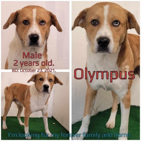 Olympus 1