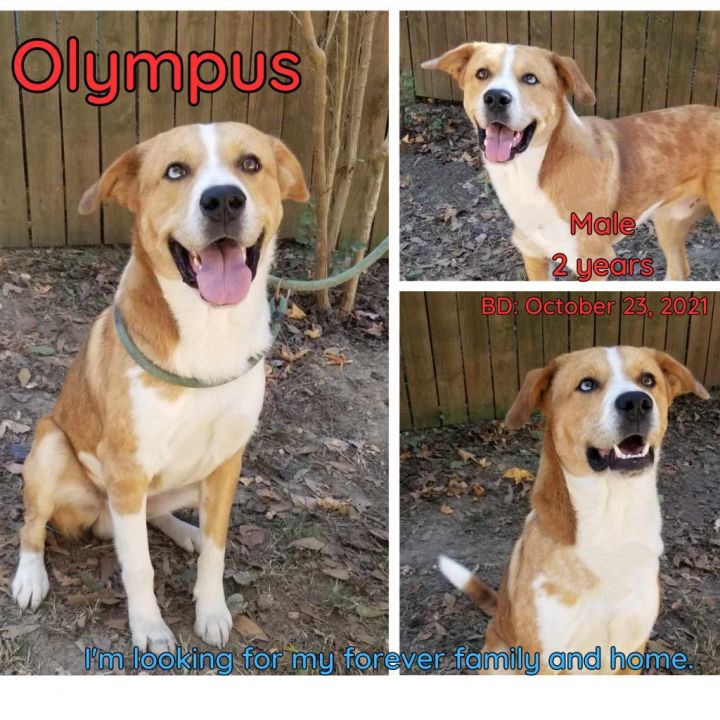 Olympus 3