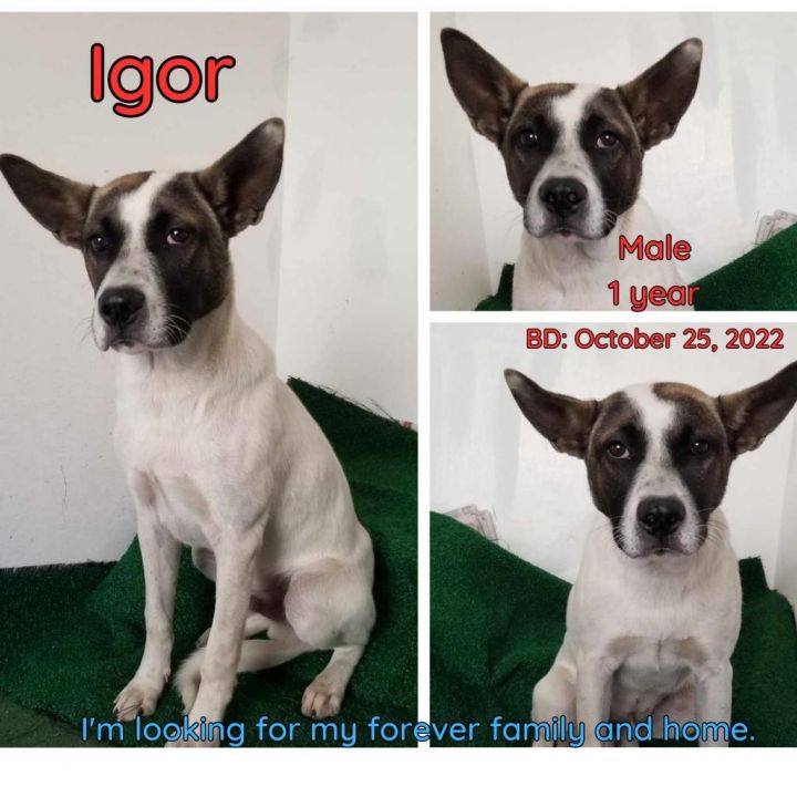 Igor 3