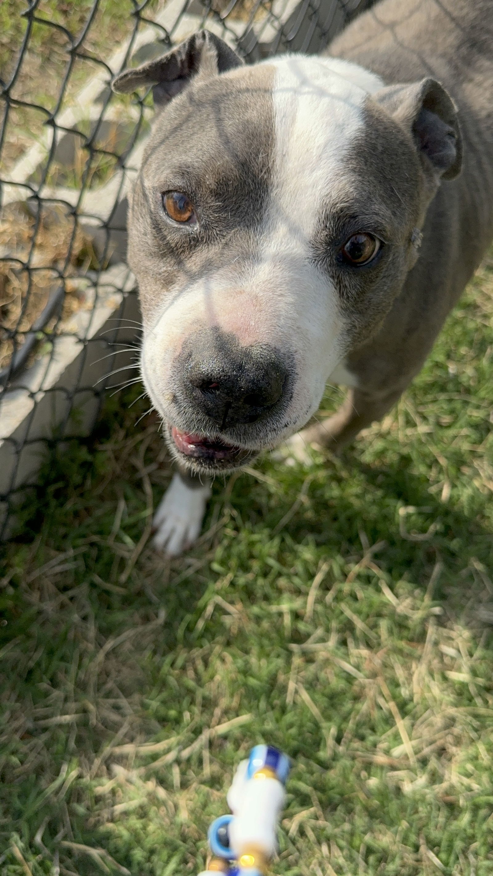 Bishop, an adoptable Terrier, Hound in Garner, NC, 27529 | Photo Image 1