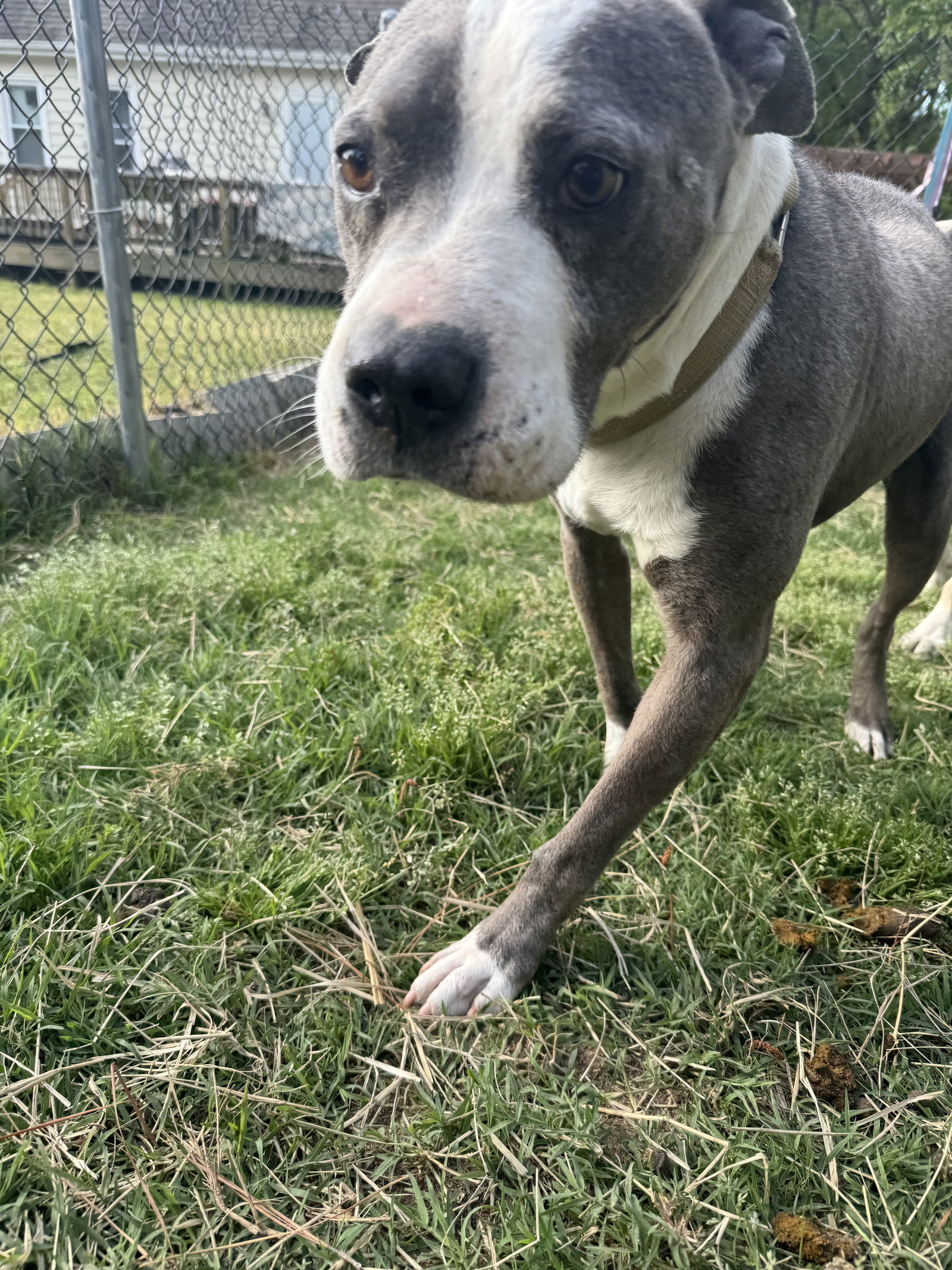 Bishop, an adoptable Terrier, Hound in Garner, NC, 27529 | Photo Image 2