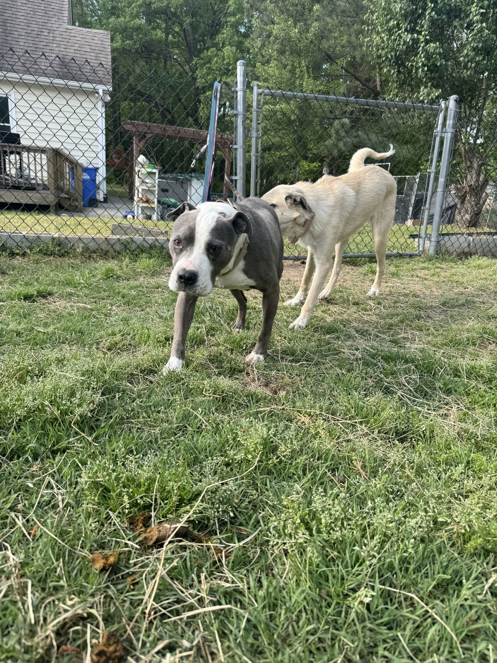 Bishop, an adoptable Terrier, Hound in Garner, NC, 27529 | Photo Image 3