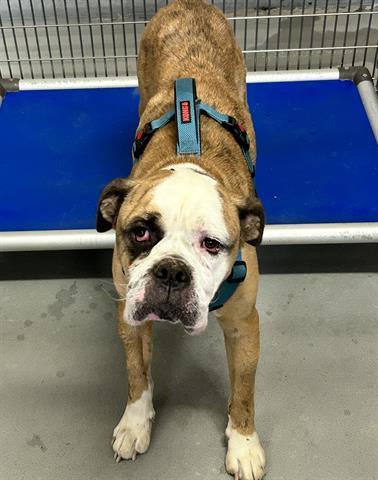 ACORN SQUASH, an adoptable American Bulldog, Mixed Breed in Norfolk, VA, 23502 | Photo Image 1