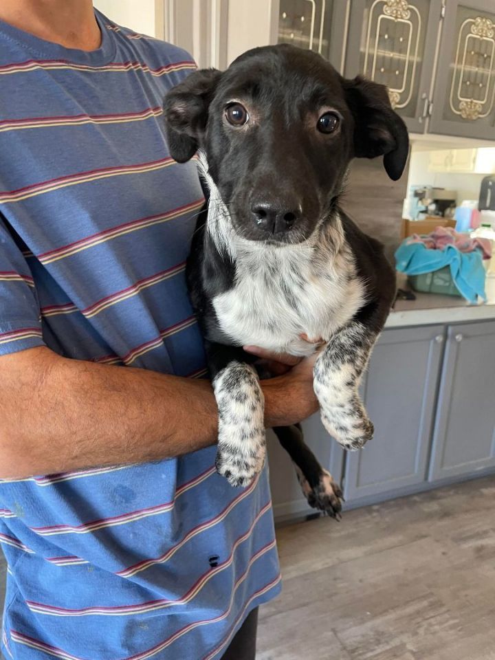 Dog For Adoption - Pepper, An Australian Cattle Dog   Blue Heeler 