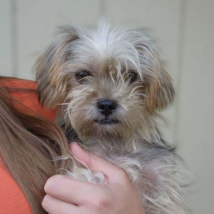 Annabee, an adopted Maltese & Yorkshire Terrier Mix in Clovis, CA_image-1