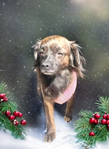 Wendy, an adoptable Chihuahua, Papillon in Columbia, SC, 29211 | Photo Image 3