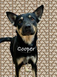 Cooper 1