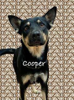 Cooper