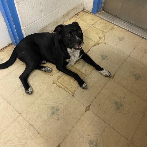 Apollo, an adoptable Staffordshire Bull Terrier in Port Aransas, TX, 78373 | Photo Image 1