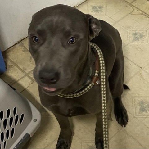 Loki, an adoptable Weimaraner, Pit Bull Terrier in Port Aransas, TX, 78373 | Photo Image 1