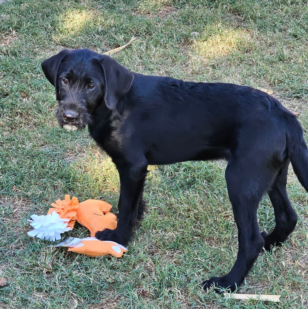 Airedale lab mix hot sale puppies for sale