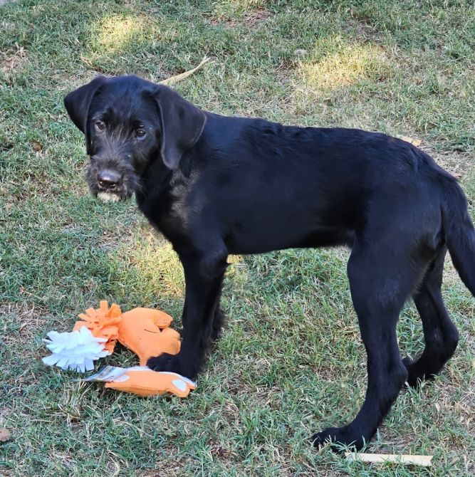 Airedale terrier hot sale black lab mix