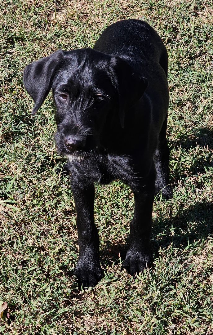 Airedale terrier labrador store mix