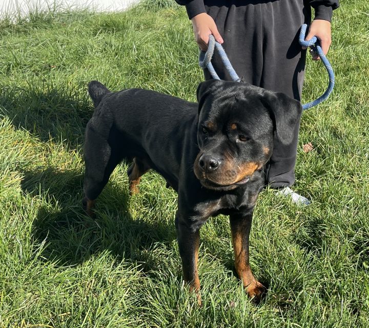 MARY - Friendly, fixed & female Rottweiler! COURTESY POSTING, an adoptable Rottweiler in Clifton, NJ_image-1