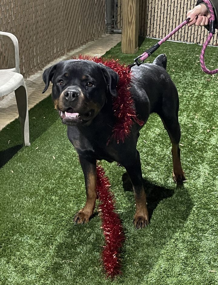 MARY - Friendly, fixed & female Rottweiler! COURTESY POSTING, an adoptable Rottweiler in Clifton, NJ_image-2