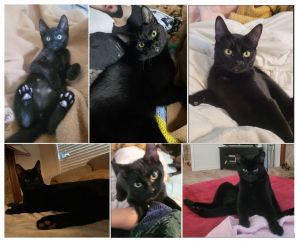 Mr. FAFNIR- Smart Black Beauty of a KITTY! Domestic Short Hair Cat