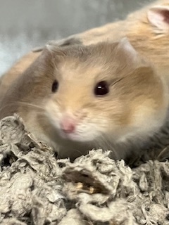 CHEDDAR Hamster Small & Furry