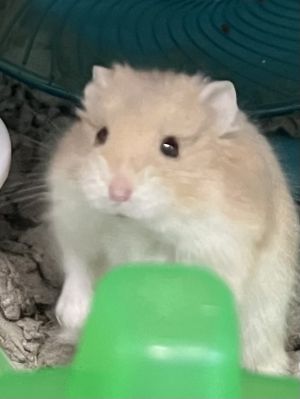 BRIE Hamster Small & Furry