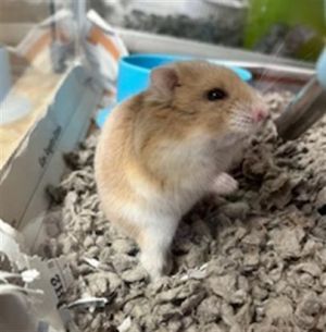 GOUDA Hamster Small & Furry