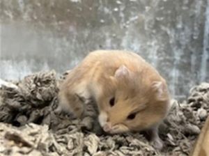 SWISS Hamster Small & Furry