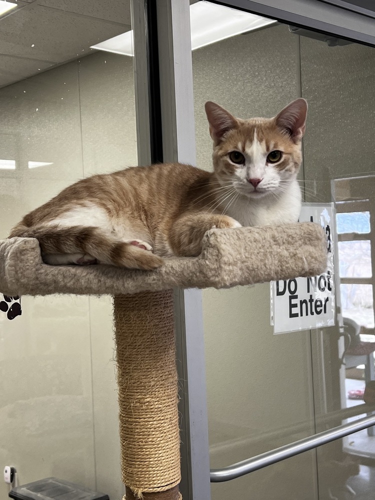 Chipz, an adoptable Domestic Short Hair in Bartlesville, OK, 74006 | Photo Image 1