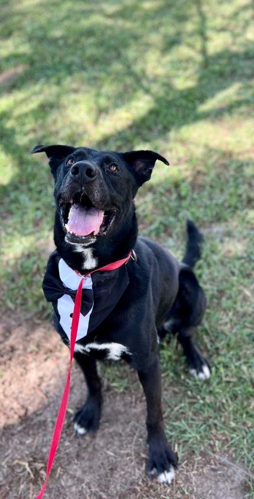 Gunner, an adoptable Labrador Retriever, Mixed Breed in Saint Francisville, LA, 70775 | Photo Image 1