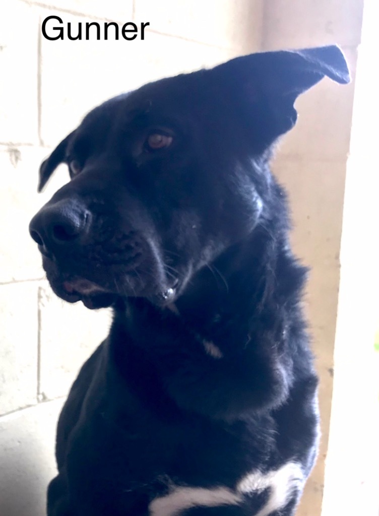 Gunner, an adoptable Labrador Retriever, Mixed Breed in Saint Francisville, LA, 70775 | Photo Image 2