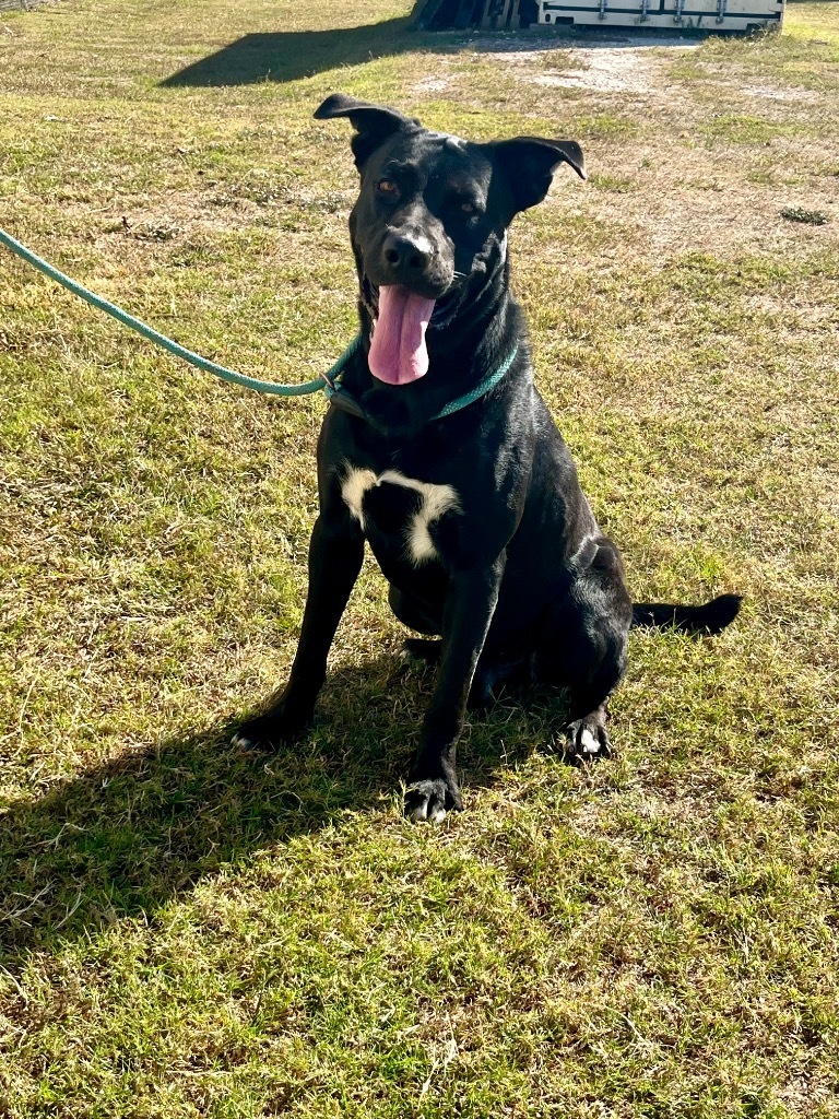 Gunner, an adoptable Labrador Retriever, Mixed Breed in Saint Francisville, LA, 70775 | Photo Image 2