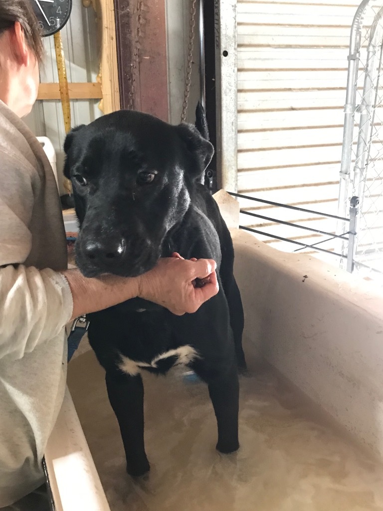 Gunner, an adoptable Labrador Retriever, Mixed Breed in Saint Francisville, LA, 70775 | Photo Image 3