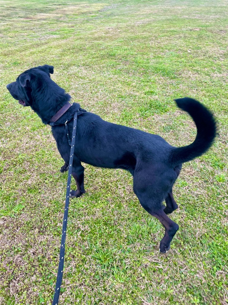 Gunner, an adoptable Labrador Retriever, Mixed Breed in Saint Francisville, LA, 70775 | Photo Image 5