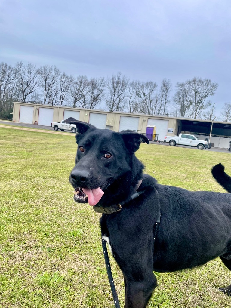 Gunner, an adoptable Labrador Retriever, Mixed Breed in Saint Francisville, LA, 70775 | Photo Image 5