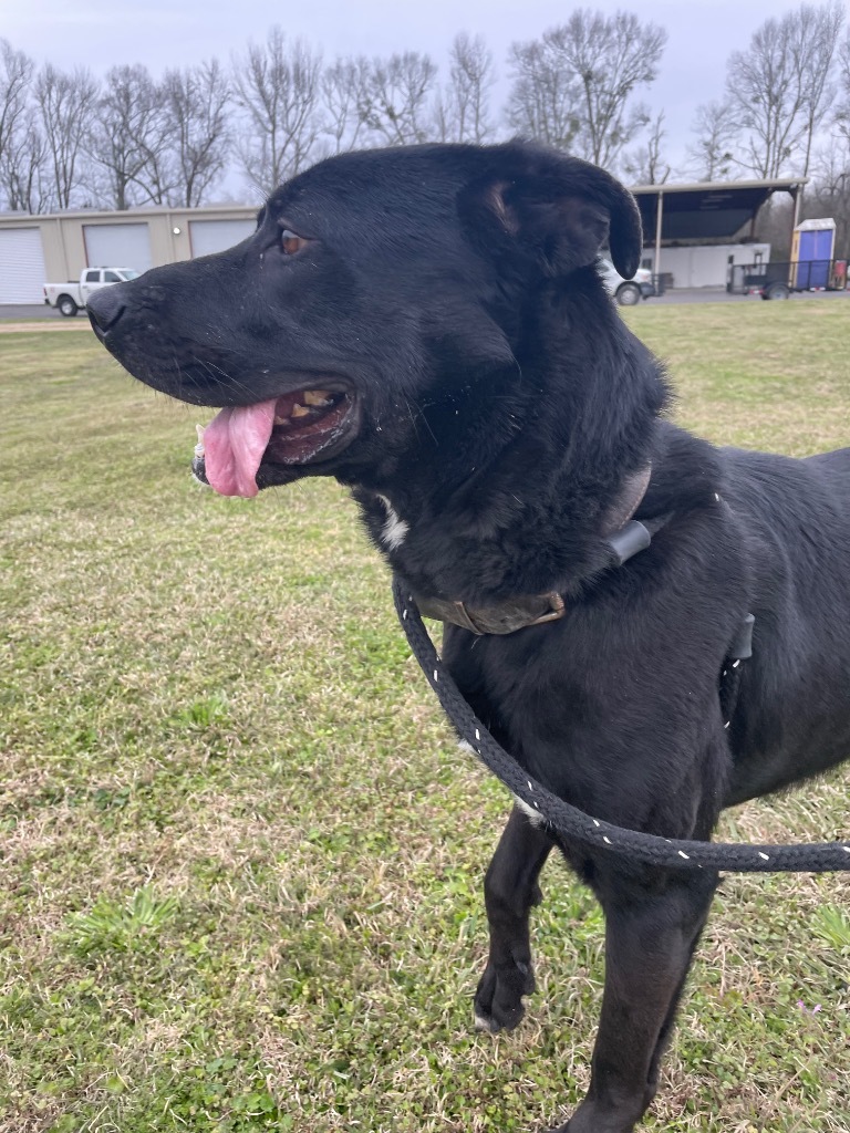 Gunner, an adoptable Labrador Retriever, Mixed Breed in Saint Francisville, LA, 70775 | Photo Image 6