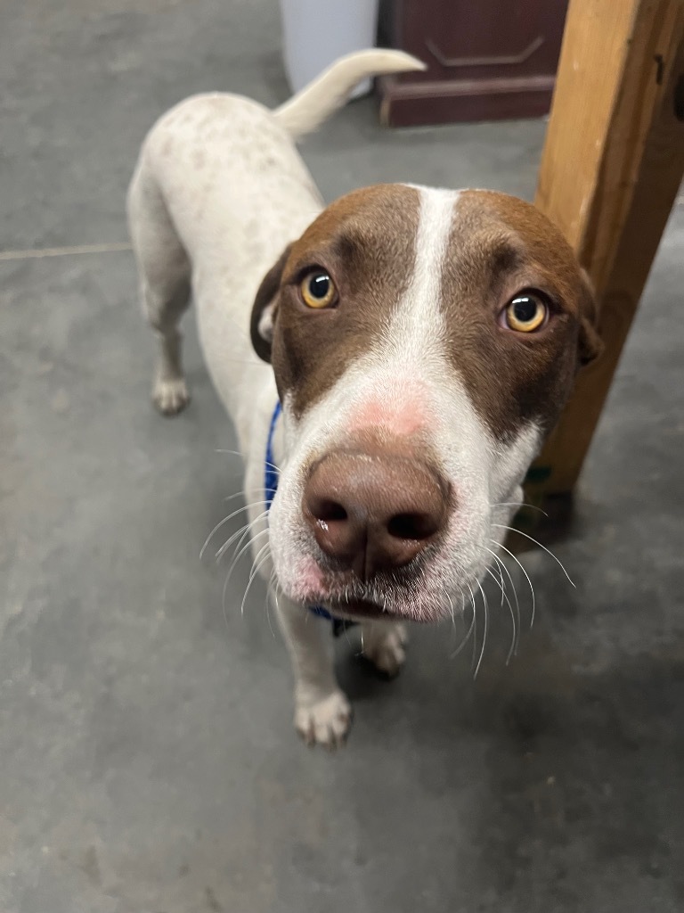 H480, an adoptable Terrier in Mullins, SC, 29574 | Photo Image 3