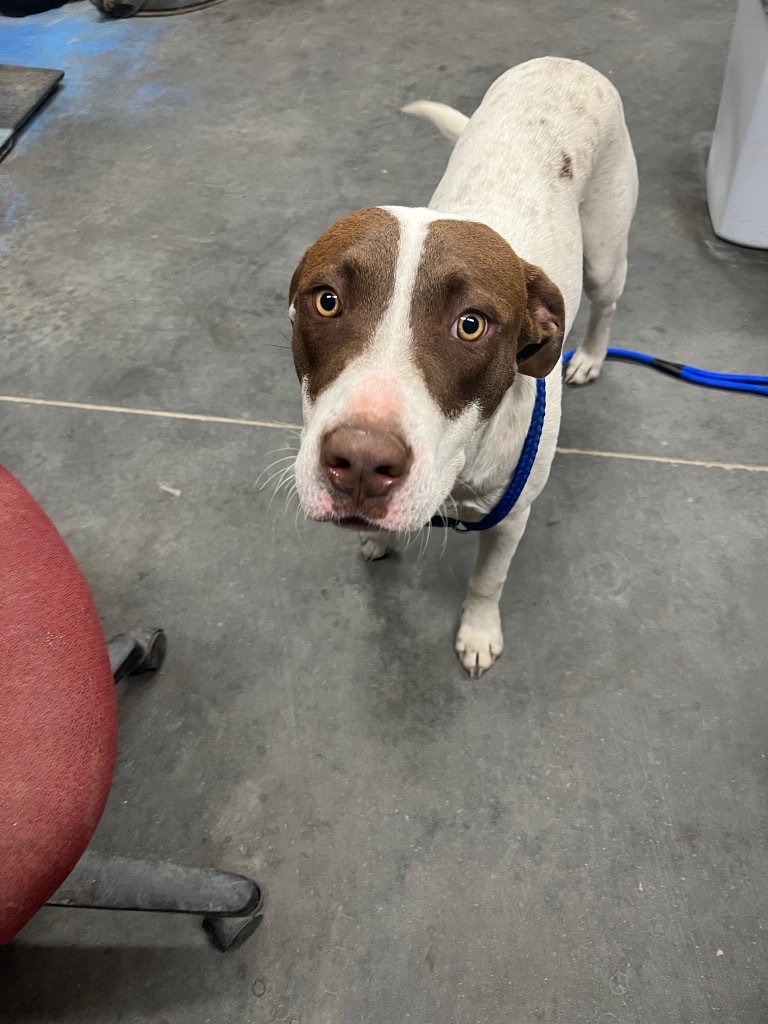 H480, an adoptable Terrier in Mullins, SC, 29574 | Photo Image 5