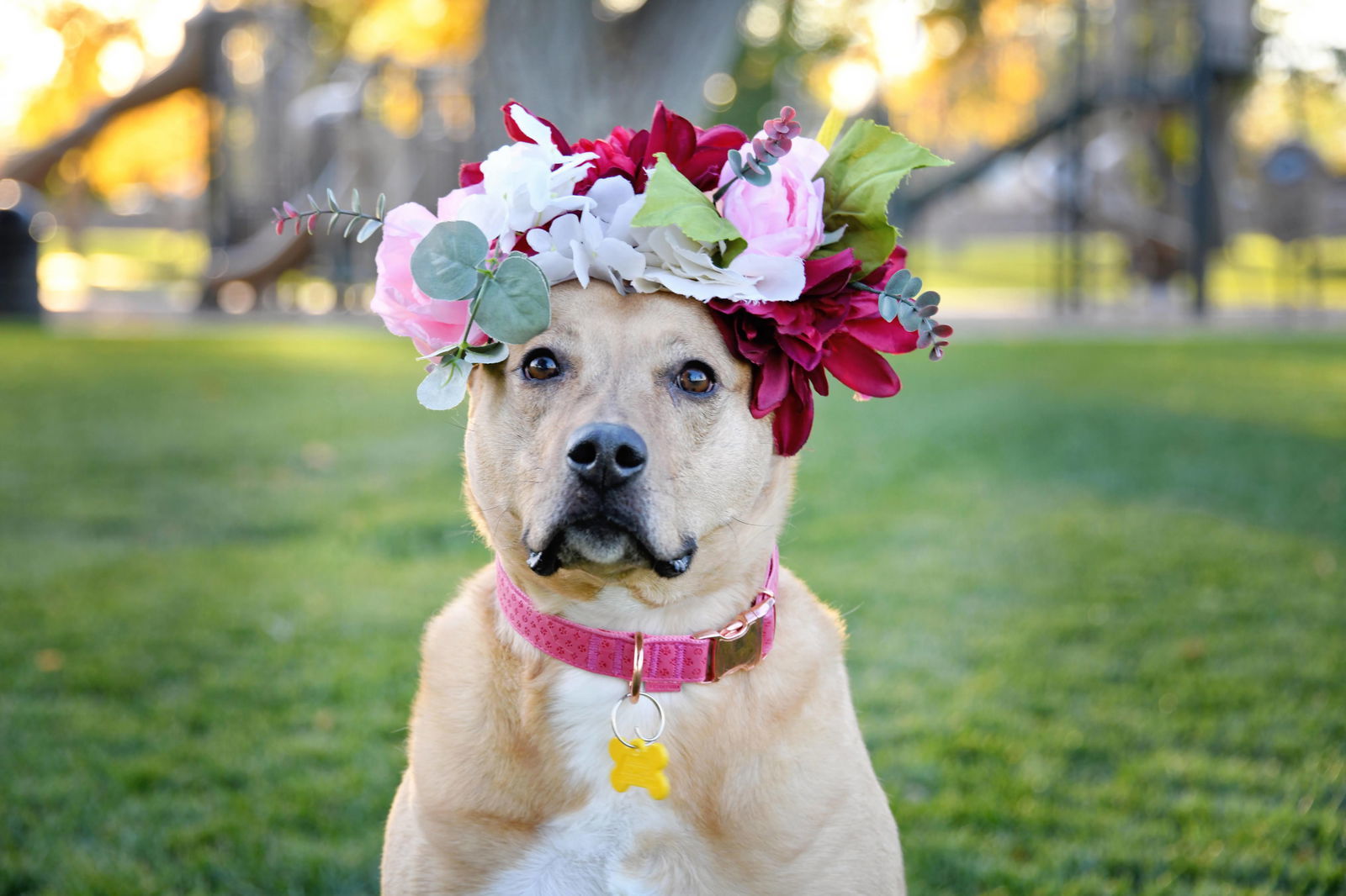 Amory, an adoptable Labrador Retriever, Pit Bull Terrier in Salt Lake City, UT, 84171 | Photo Image 1