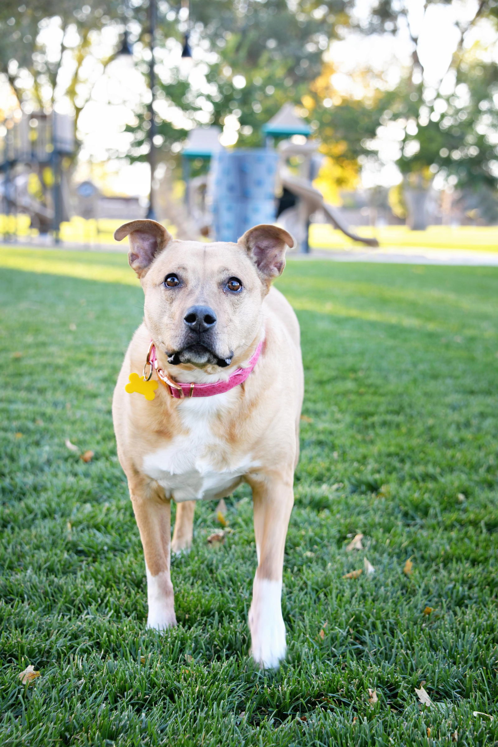 Amory, an adoptable Labrador Retriever, Pit Bull Terrier in Salt Lake City, UT, 84171 | Photo Image 2