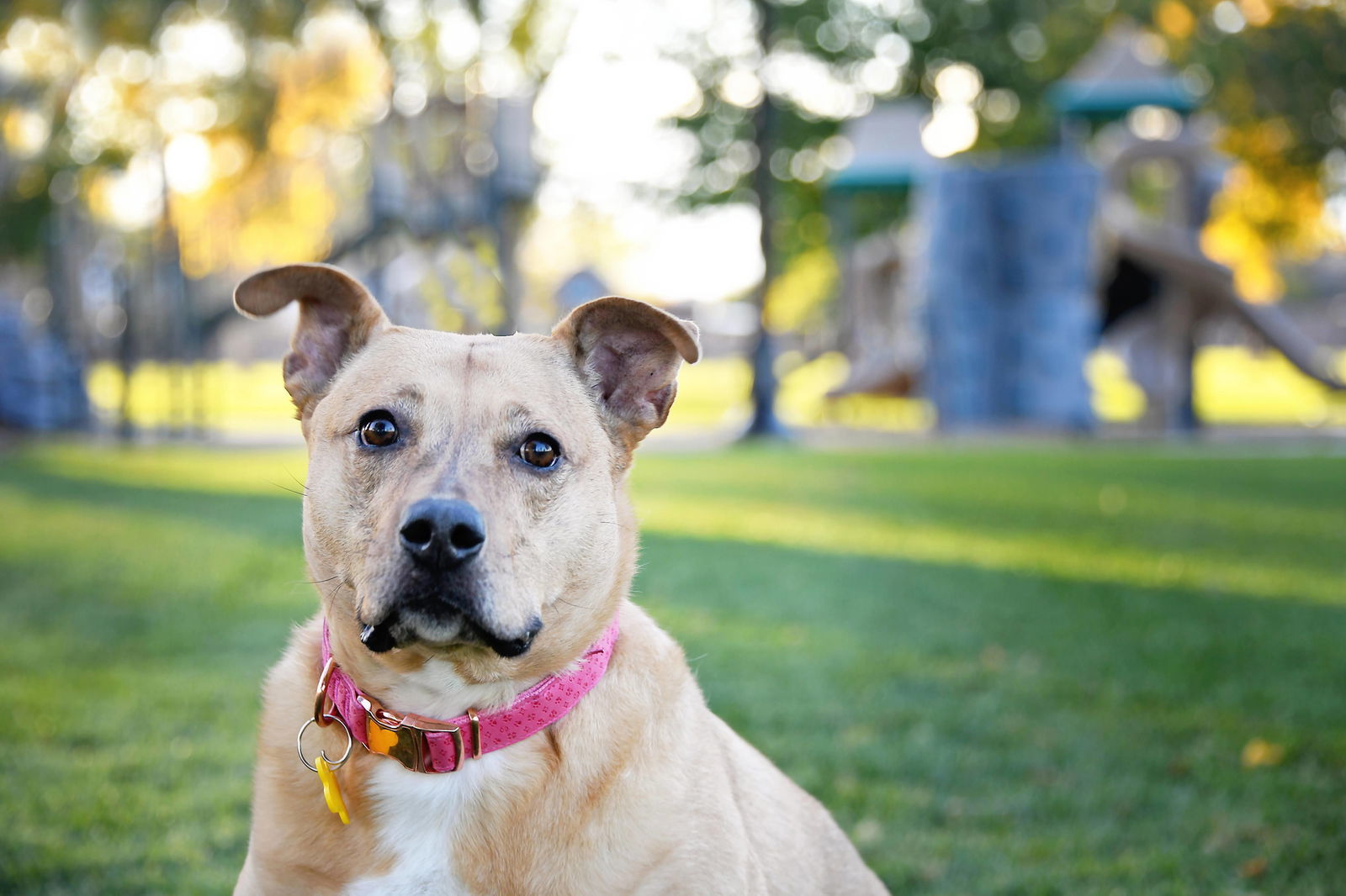 Amory, an adoptable Labrador Retriever, Pit Bull Terrier in Salt Lake City, UT, 84171 | Photo Image 3