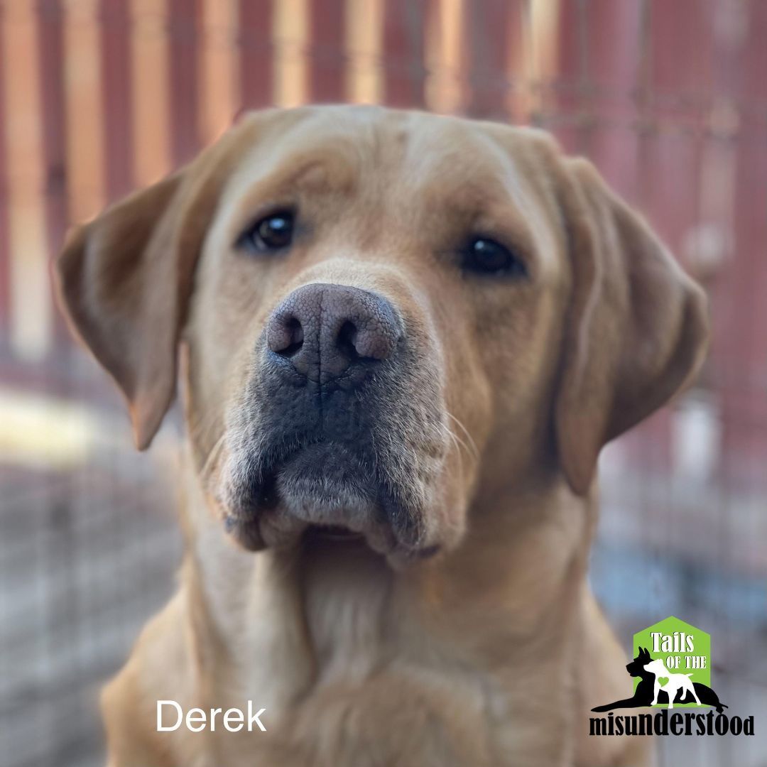 Derek , an adoptable Labrador Retriever in Calgary, AB, T2A 6G9 | Photo Image 2