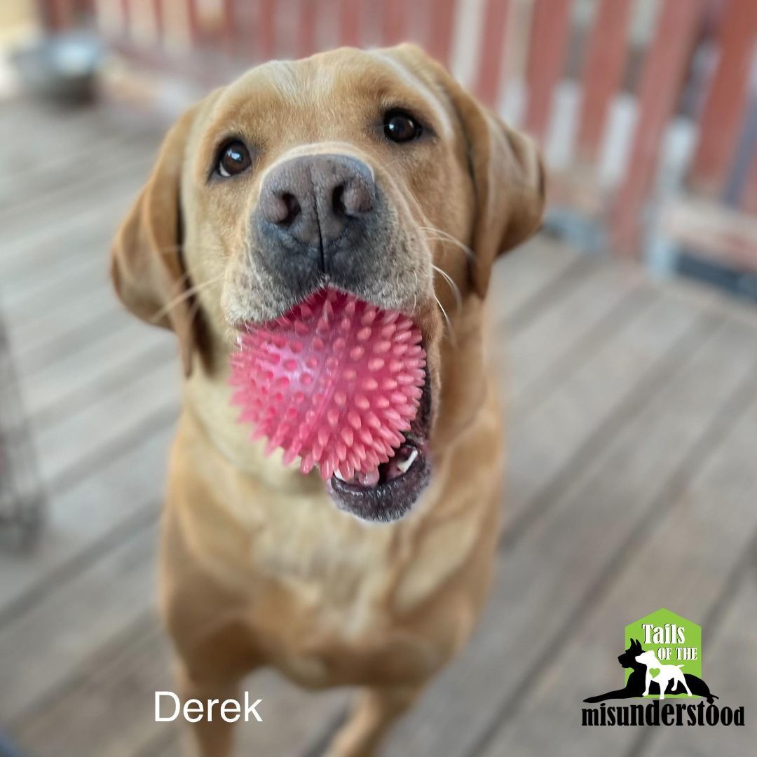 Derek , an adoptable Labrador Retriever in Calgary, AB, T2A 6G9 | Photo Image 1