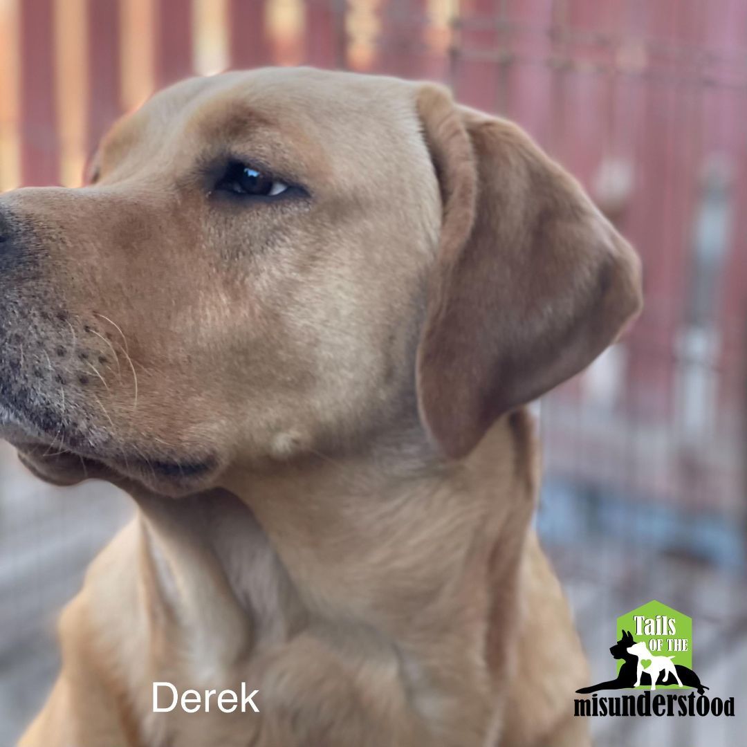 Derek , an adoptable Labrador Retriever in Calgary, AB, T2A 6G9 | Photo Image 4