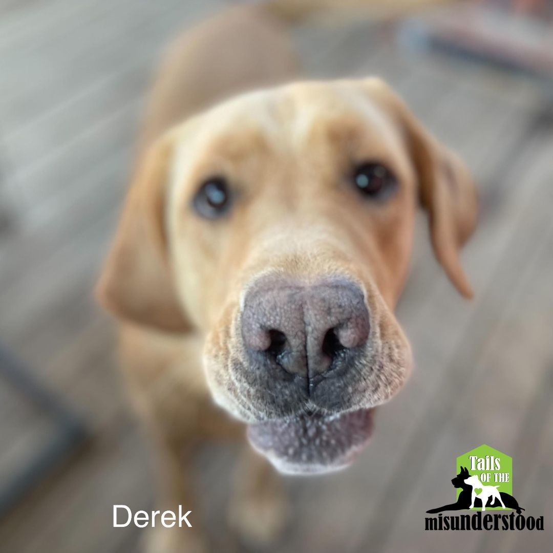 Derek , an adoptable Labrador Retriever in Calgary, AB, T2A 6G9 | Photo Image 5