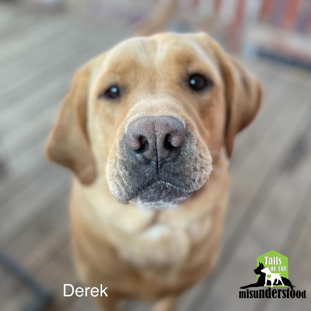 Derek , an adoptable Labrador Retriever in Calgary, AB, T2A 6G9 | Photo Image 6