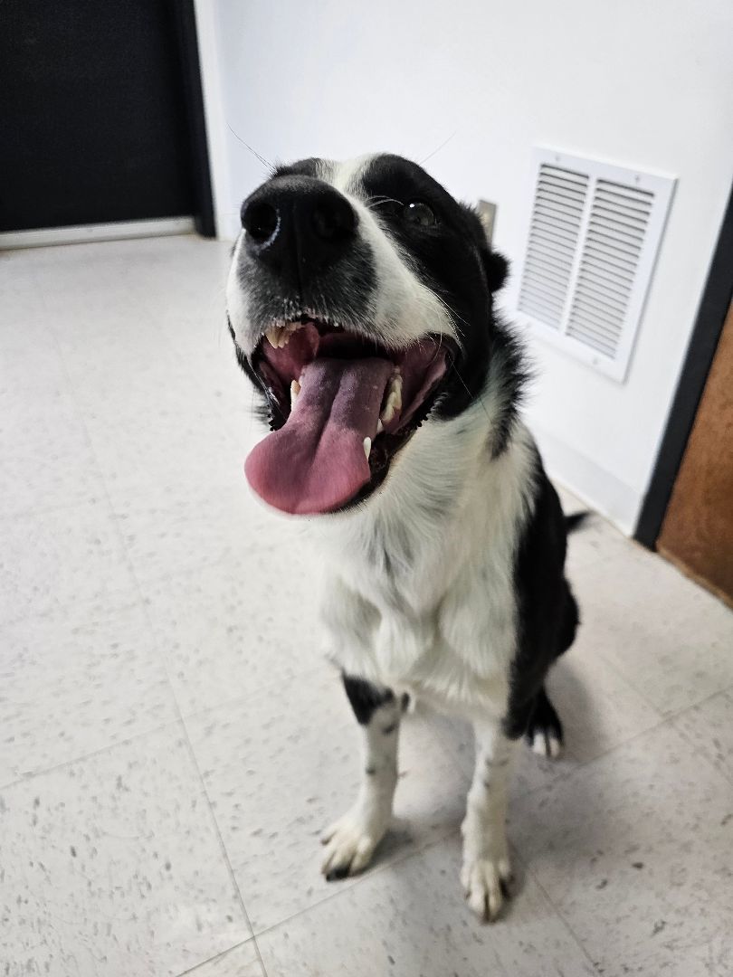Toby, an adoptable Border Collie in cheyenne, WY, 82003 | Photo Image 1