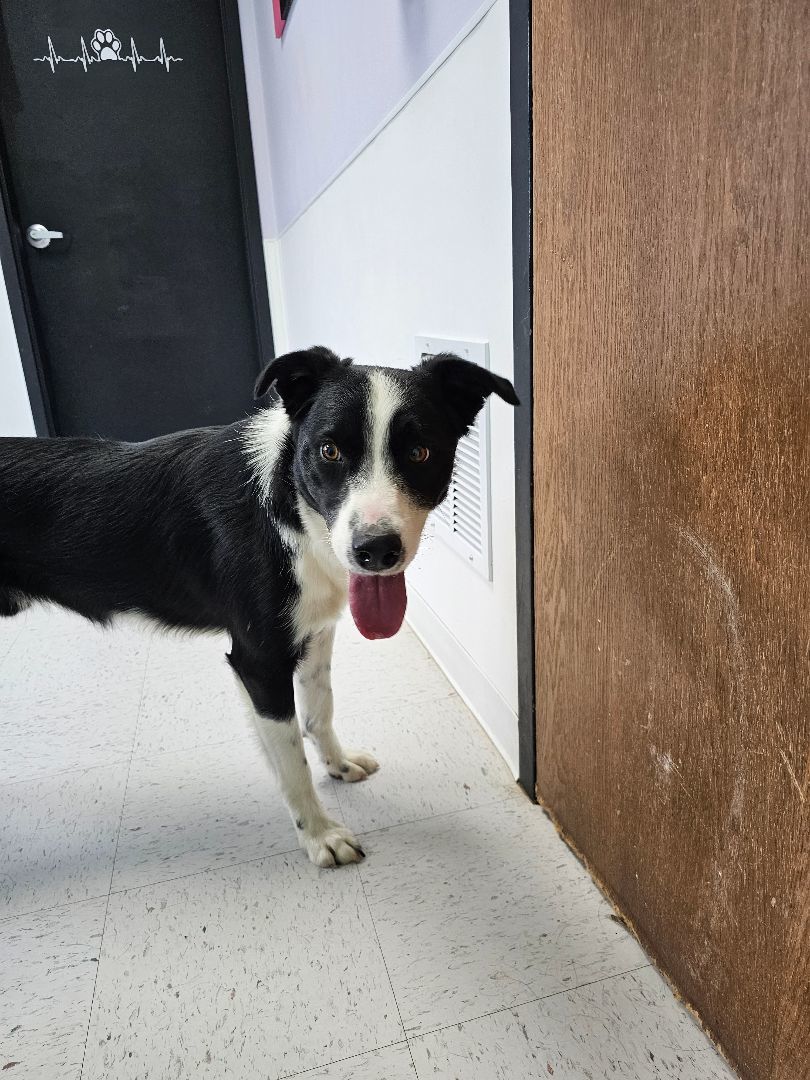 Toby, an adoptable Border Collie in cheyenne, WY, 82003 | Photo Image 2