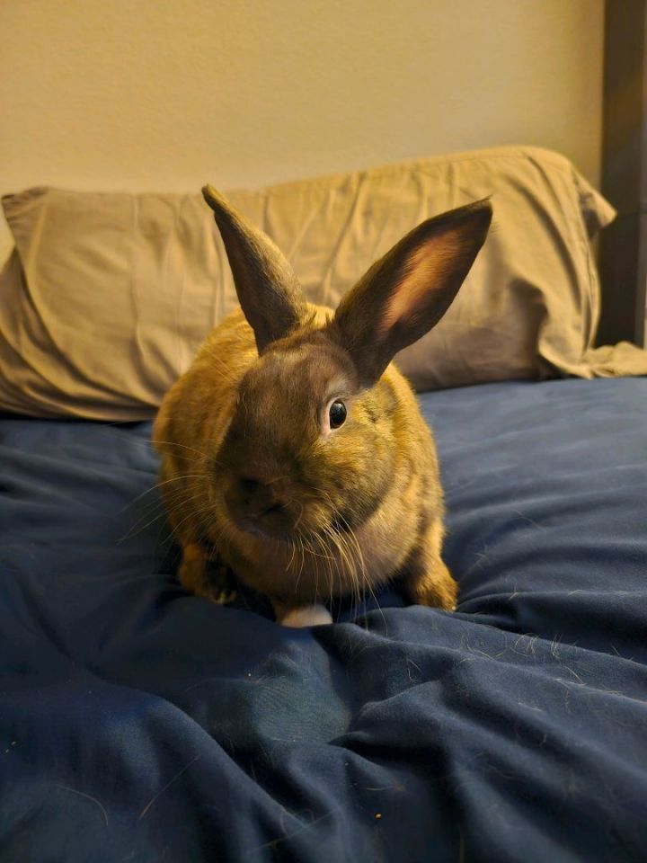 Lucky (courtesy listing), an adoptable Bunny Rabbit in Albuquerque, NM_image-1